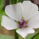 Алтея лікарська насіння, Althaea officinalis seeds 3