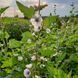 Алтея лікарська насіння, Althaea officinalis seeds 2