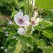 Алтея лікарська насіння, Althaea officinalis seeds 1
