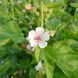 Алтея лікарська насіння, Althaea officinalis seeds 4