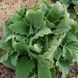 Шалфей мускатный белый семена, Salvia sclarea var. turkestanica &lsquo;Vatican White&rsquo; seeds 6