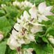 Шалфей мускатный белый семена, Salvia sclarea var. turkestanica &lsquo;Vatican White&rsquo; seeds 4