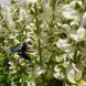 Шалфей мускатный белый семена, Salvia sclarea var. turkestanica &lsquo;Vatican White&rsquo; seeds 3