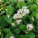 Шалфей мускатный белый семена, Salvia sclarea var. turkestanica &lsquo;Vatican White&rsquo; seeds 5