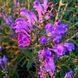 Шоломниця байкальська рослина, Scutellaria baicalensis 3