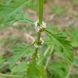 Зюзник европейский семена, Lycopus europaeus seeds 1