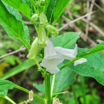Кунжут индийский семена, Sesamum indicum seeds