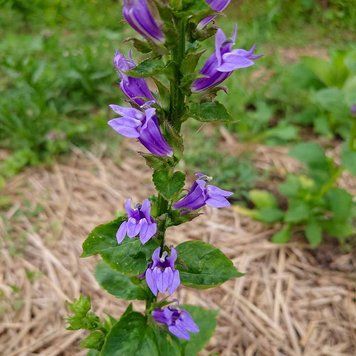 Лобелія сифілітична насіння, Lobelia siphilitica seeds