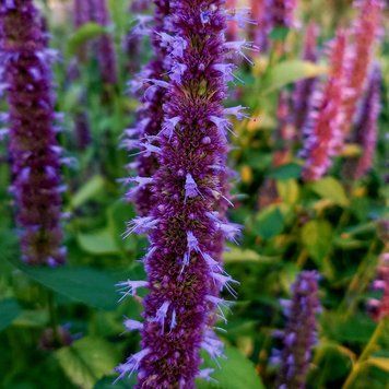 Многоколосник морщинистый &lsquo;Korean Zest&rsquo; семена, Agastache rugosa &lsquo;Korean Zest&rsquo; seeds