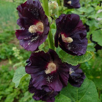 Шток-троянда чорна насіння, Alcea rosea var. nigra seeds