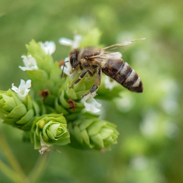 Душица испанская семена, Origanum virens seeds