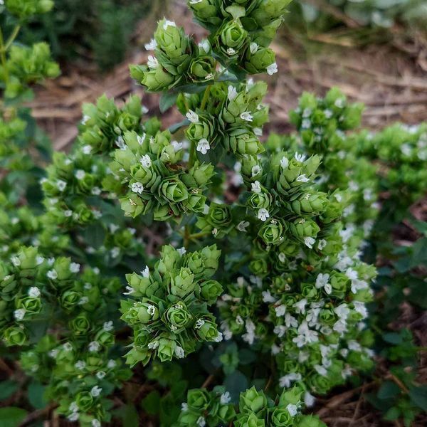 Душица испанская семена, Origanum virens seeds