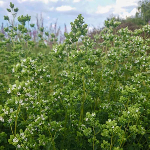 Душица испанская семена, Origanum virens seeds