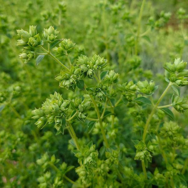 Душица испанская семена, Origanum virens seeds