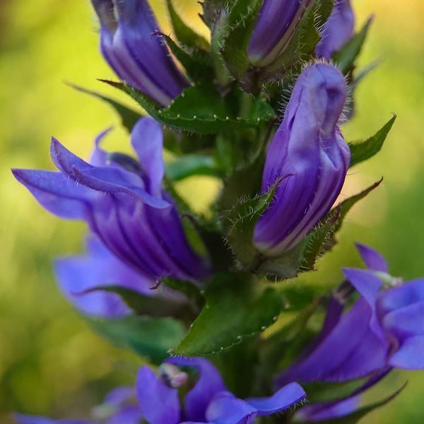 Лобелія сифілітична насіння, Lobelia siphilitica seeds