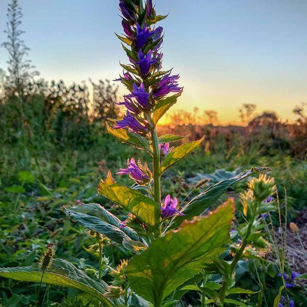 Лобелія сифілітична насіння, Lobelia siphilitica seeds