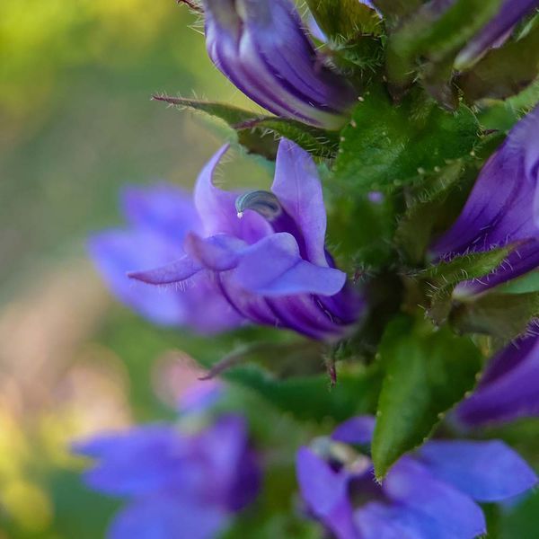 Лобелія сифілітична насіння, Lobelia siphilitica seeds