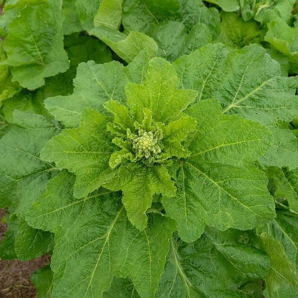 Шток-троянда чорна насіння, Alcea rosea var. nigra seeds