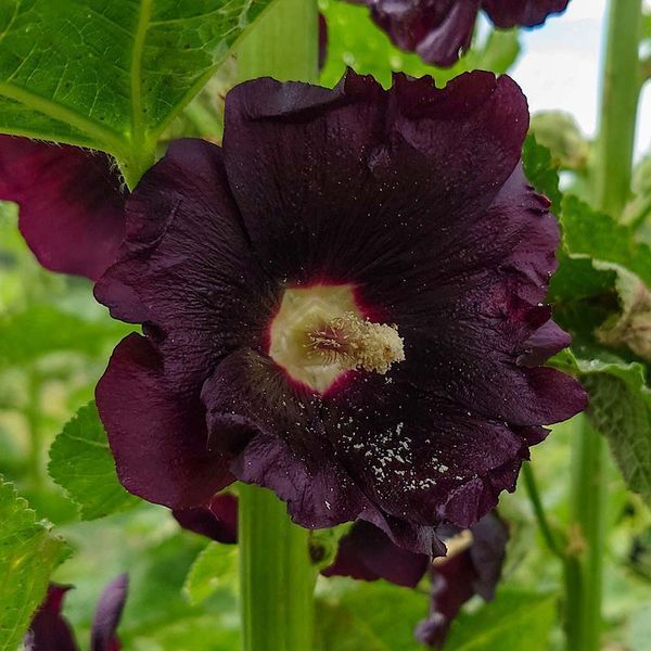 Шток-троянда чорна насіння, Alcea rosea var. nigra seeds