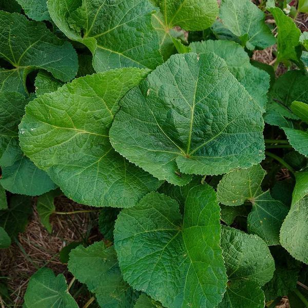 Шток-троянда чорна насіння, Alcea rosea var. nigra seeds