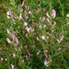 Вовчуг колючий насіння, Ononis spinosa seeds 2