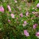 Вовчуг колючий насіння, Ononis spinosa seeds 1