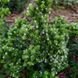 Душица испанская семена, Origanum virens seeds 5