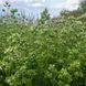 Душица испанская семена, Origanum virens seeds 2