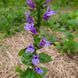 Лобелія сифілітична насіння, Lobelia siphilitica seeds 1