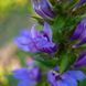 Лобелія сифілітична насіння, Lobelia siphilitica seeds 2