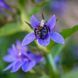 Лобелія сифілітична насіння, Lobelia siphilitica seeds 4
