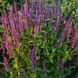 Многоколосник морщинистый &lsquo;Korean Zest&rsquo; семена, Agastache rugosa &lsquo;Korean Zest&rsquo; seeds 3