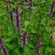 Многоколосник морщинистый &lsquo;Korean Zest&rsquo; семена, Agastache rugosa &lsquo;Korean Zest&rsquo; seeds 2
