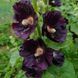 Шток-троянда чорна насіння, Alcea rosea var. nigra seeds 1