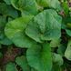 Шток-троянда чорна насіння, Alcea rosea var. nigra seeds 5