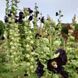 Шток-троянда чорна насіння, Alcea rosea var. nigra seeds 2