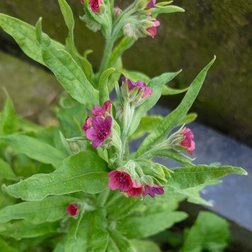 Чернокорень лекарственный семена, Cynoglossum officinale seeds