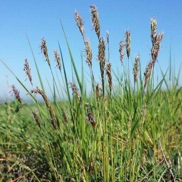 Душистый колосок обыкновенный семена, Anthoxanthum odoratum seeds