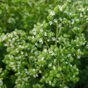Душица испанская растение, Origanum virens