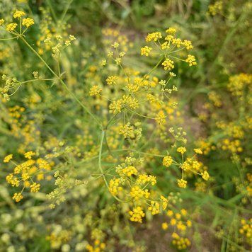 Володушка серповидная семена, Bupleurum falcatum seeds