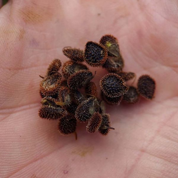 Чернокорень лекарственный семена, Cynoglossum officinale seeds