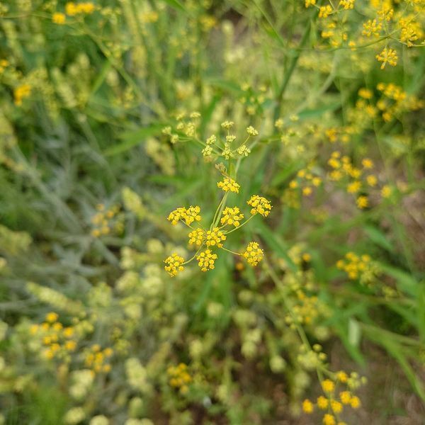 Володушка серповидная семена, Bupleurum falcatum seeds