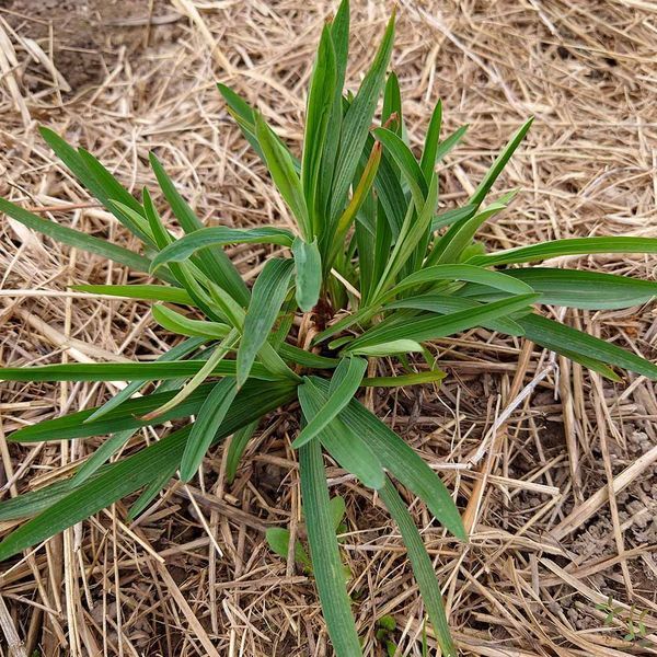 Володушка серповидная семена, Bupleurum falcatum seeds