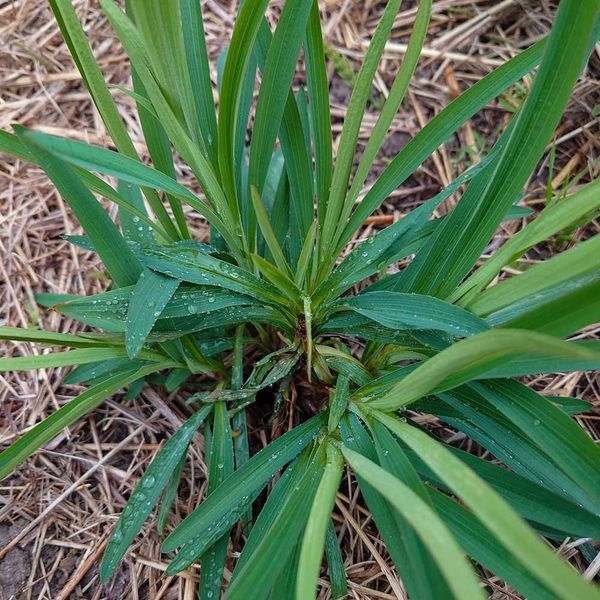 Володушка серповидная семена, Bupleurum falcatum seeds