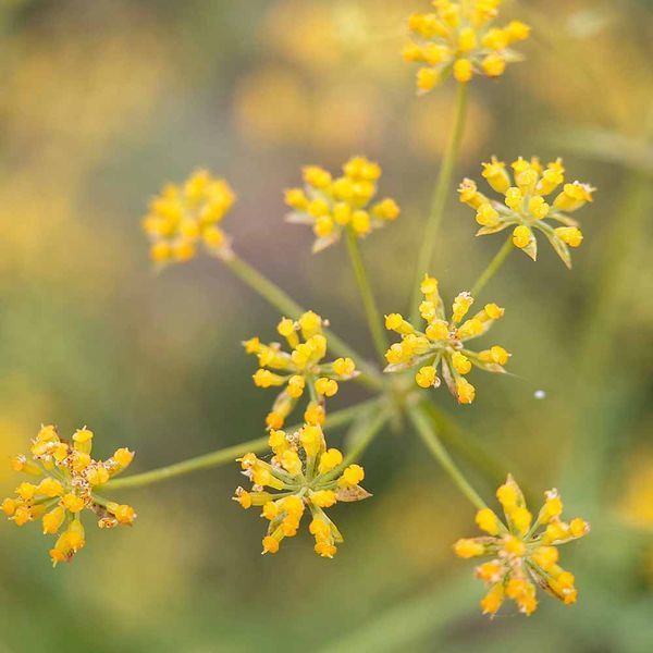 Володушка серповидная семена, Bupleurum falcatum seeds