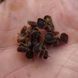 Чернокорень лекарственный семена, Cynoglossum officinale seeds 2