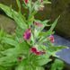 Чернокорень лекарственный семена, Cynoglossum officinale seeds 1