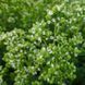 Душица испанская растение, Origanum virens 1