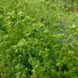 Душица испанская растение, Origanum virens 3