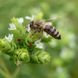 Душица испанская растение, Origanum virens 2